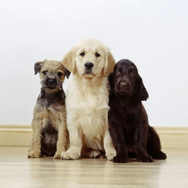 Dogs - 3 puppies. Border Terrier, Labrador, Spaniel