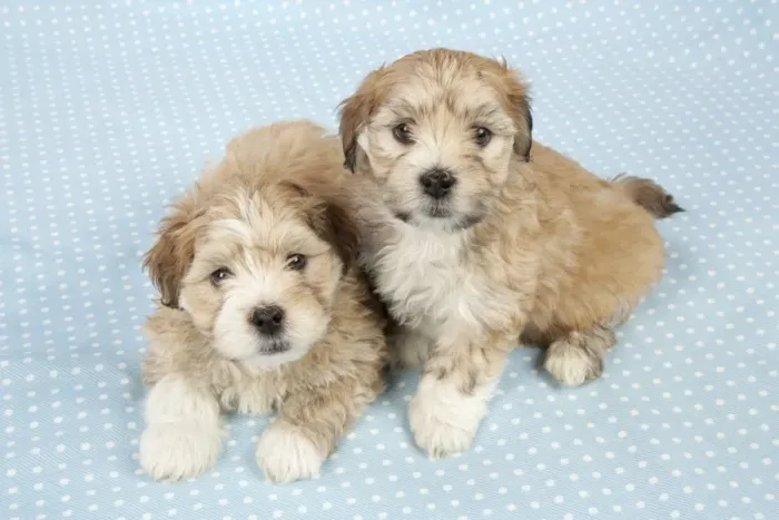 Framed Print : Dogs - 7 weeks old Lhasa Apso cross Shih Tzu puppies Framed Print : Dogs - 7 weeks old Lhasa Apso cross Shih Tzu puppies
