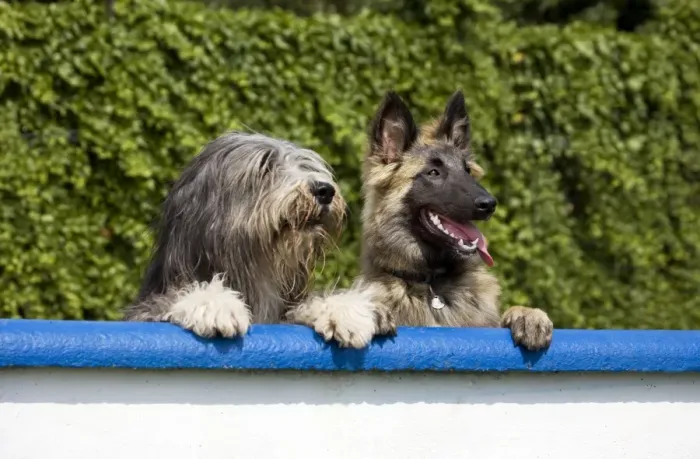 Framed Print : Dogs - Bearded Collie and Tervuren look over the wall in garden Framed Print : Dogs - Bearded Collie and Tervuren look over the wall in garden