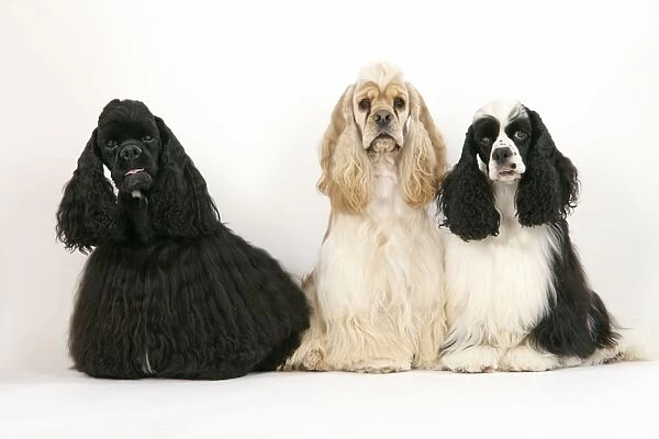 DOGS. Black, silver buff and black and white American cocker spaniels