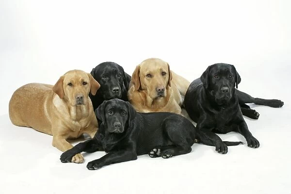 Dogs - Black and Yellow Labradors with Black Labrador puppy