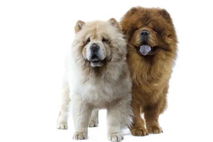 Framed Print : Dogs - Chow Chow Framed Print : Dogs - Chow Chow