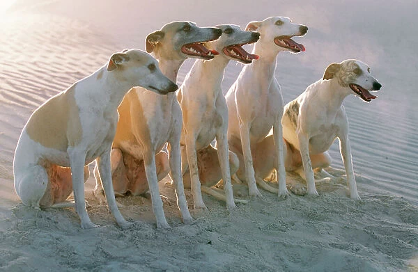 Dogs CRH 714 Portrait of a group of Whippets on dune © Chris Harvey  /  ARDEA LONDON