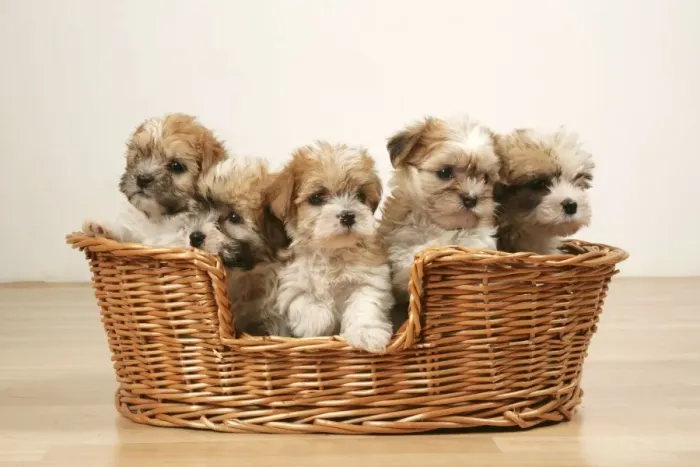 Framed Print : Dogs - Five cross breed puppies in basket Framed Print : Dogs - Five cross breed puppies in basket