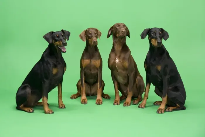 Four Dobermans Sitting Down Print - DOW-395. Art Prints, Posters