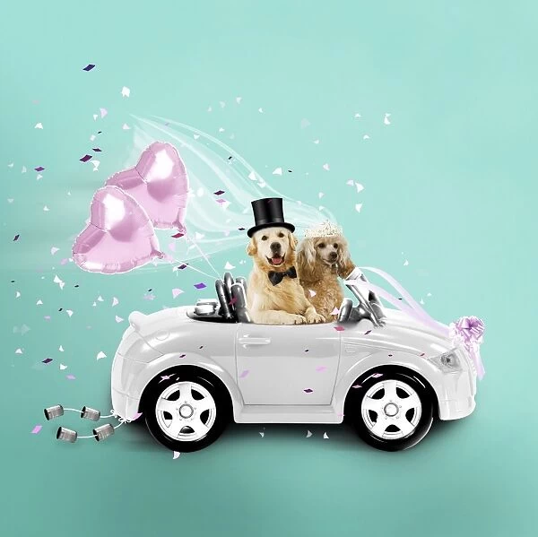 Dogs driving wedding car Digital Manipulation: Car & Dogs LA. Balloons bow-tie & tiara JD. The rest DG
