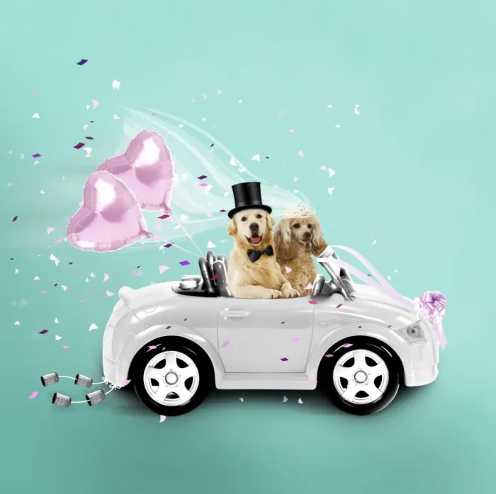 Framed Print : Dogs driving wedding car Digital Manipulation: Car & Dogs LA. Balloons bow-tie & tiara JD. The rest DG Framed Print : Dogs driving wedding car Digital Manipulation: Car & Dogs LA. Balloons bow-tie & tiara JD. The rest DG
