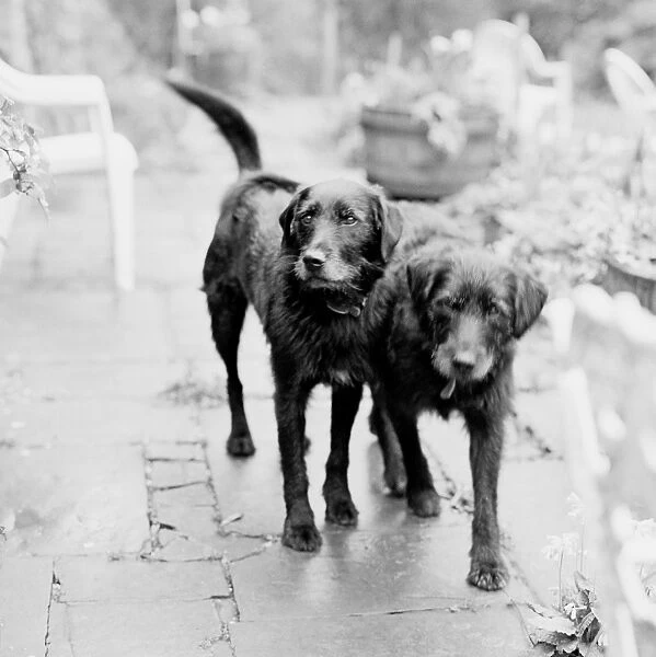 Dogs - In garden - Vintage feel