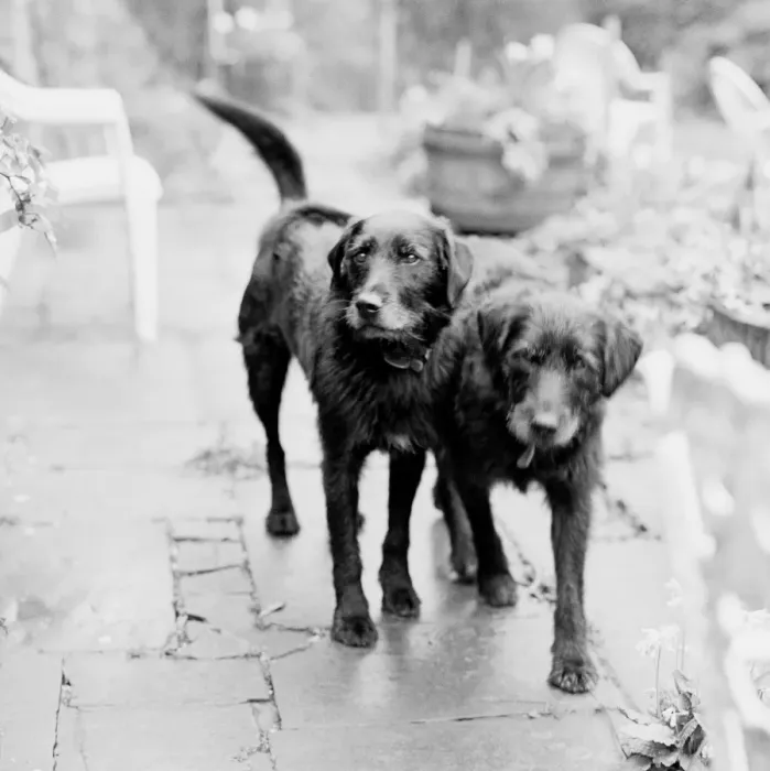 Framed Print : Dogs - In garden - Vintage feel Framed Print : Dogs - In garden - Vintage feel