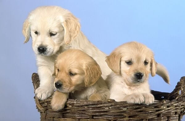 Dogs - Golden Retriever puppies in basket