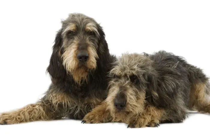 Framed Print : Dogs - Griffon Nivernais - Pair lying down together Framed Print : Dogs - Griffon Nivernais - Pair lying down together