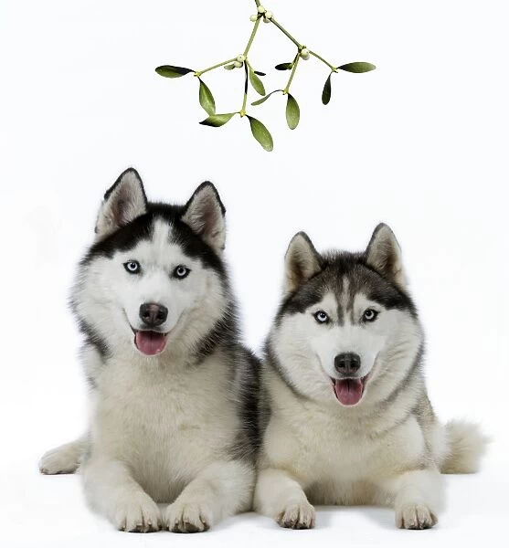Dogs - Huskies under mistletoe