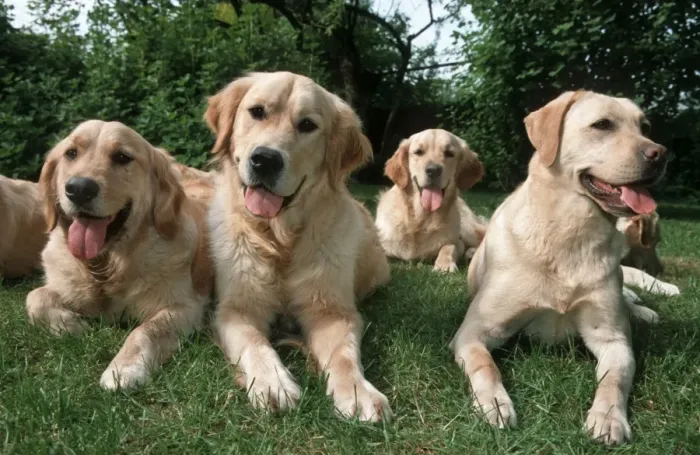 Framed Print : Dogs - Labrador and Golden Retrievers lying in garden Framed Print : Dogs - Labrador and Golden Retrievers lying in garden