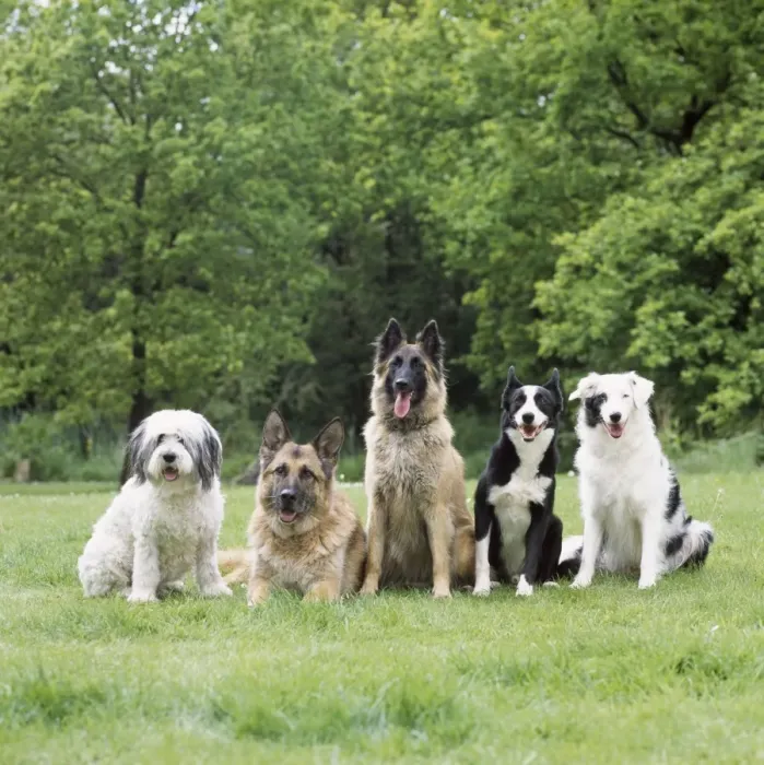 Framed Print : Dogs - line of dog breeds Framed Print : Dogs - line of dog breeds