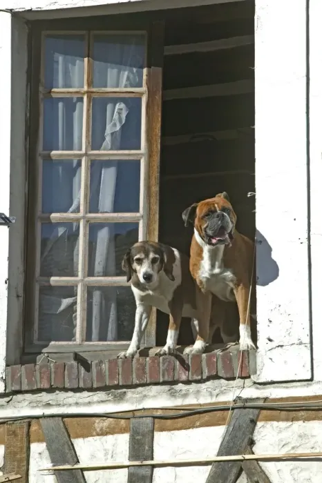 Framed Print : Dogs - looking out of open window waiting for owner Framed Print : Dogs - looking out of open window waiting for owner