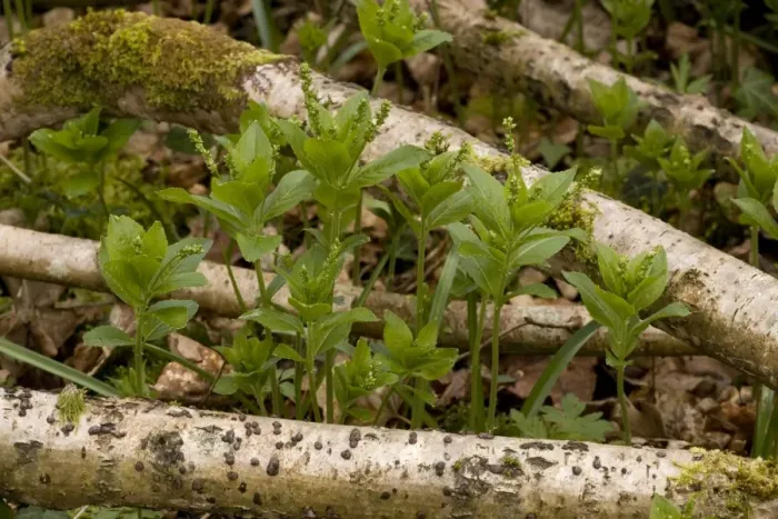 Framed Print : Dog's mercury ( Mercurialis perennis ) in flower in old woodland, growing up through hazel stems. Dorset Framed Print : Dog's mercury ( Mercurialis perennis ) in flower in old woodland, growing up through hazel stems. Dorset