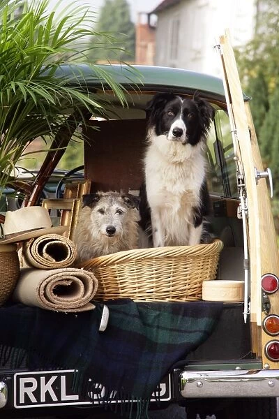 Dogs - in back of Morris Minor Traveller 1969 during house move