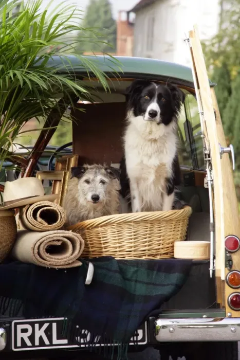 Framed Print : Dogs - in back of Morris Minor Traveller 1969 during house move Framed Print : Dogs - in back of Morris Minor Traveller 1969 during house move