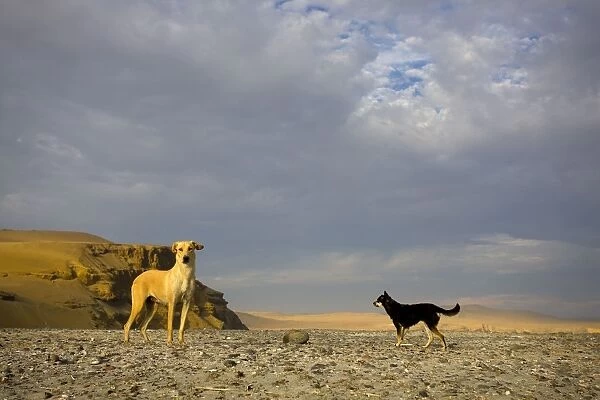 Dogs - Paracas National Reserve - Peru