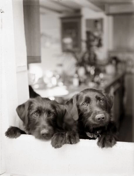 Dogs - Peering from kitchen window - Vintage feel