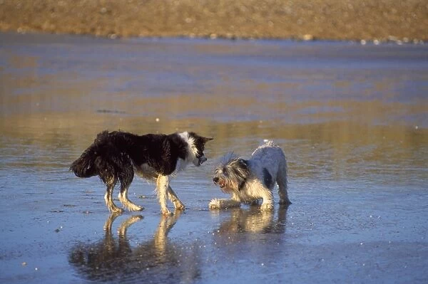 Dogs - playing on the beach