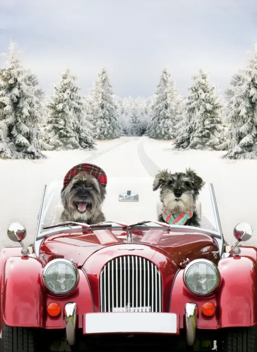 Framed Print : Dogs - Pugairn (cross between and Pug and a Cairn Terrier) and Schnauzer driving car through snow Digital Manipulation: Car & Dogs JD - scene ME Framed Print : Dogs - Pugairn (cross between and Pug and a Cairn Terrier) and Schnauzer driving car through snow Digital Manipulation: Car & Dogs JD - scene ME