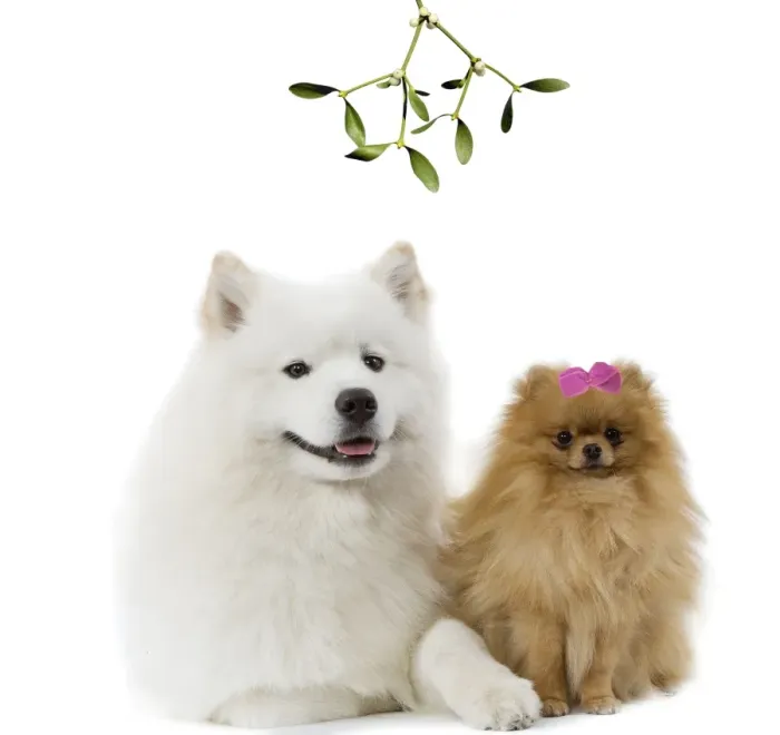 Framed Print : Dogs - Samoyed & Dwarf Spitz under mistletoe