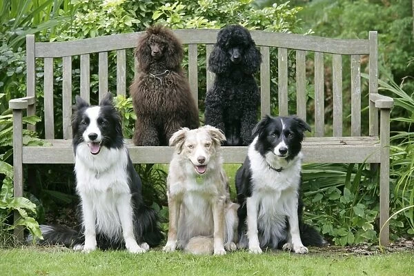 DOGS. Sitting on bench