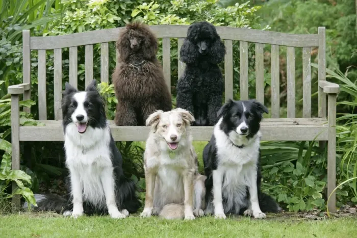 Framed Print : DOGS. Sitting on bench Framed Print : DOGS. Sitting on bench