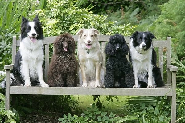 DOGS. Sitting on bench