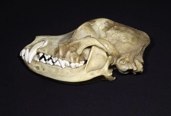 Dog's Skull Left side - Left side with bone over canine tooth removed to reveal the length of the root. This explains why surgical removal of the canine tooth is difficult