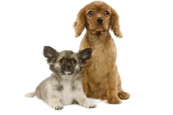 Framed Print : Dogs - Tibetan Spaniel and Cavalier King Charles puppies Framed Print : Dogs - Tibetan Spaniel and Cavalier King Charles puppies