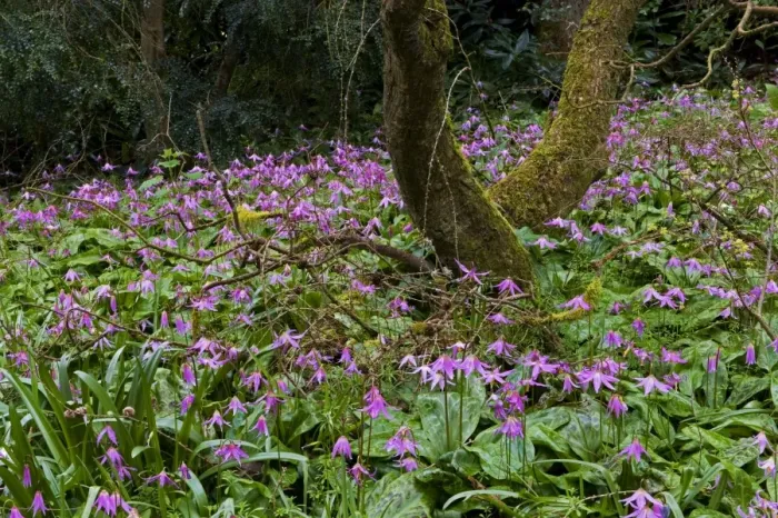 Framed Print : Dog's Tooth Violet - named Knightshayes Pink - on woodland floor. Knightshayes Court, April, UK. A great Spring feature at Knightshayes Court is the woodland scene Framed Print : Dog's Tooth Violet - named Knightshayes Pink - on woodland floor. Knightshayes Court, April, UK. A great Spring feature at Knightshayes Court is the woodland scene