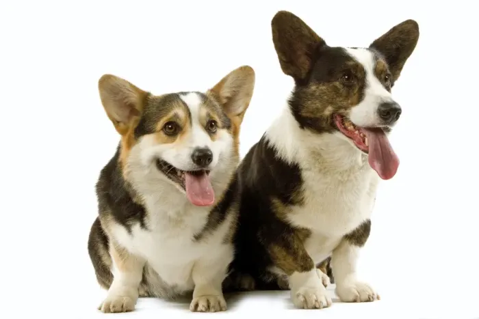 Framed Print : Dogs - Welsh Corgi Framed Print : Dogs - Welsh Corgi