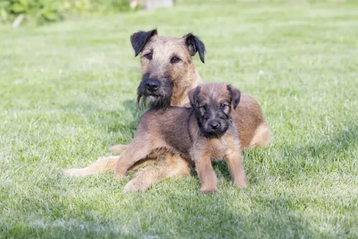 Framed Print : Dogs - Westfalia  /  Westfalen Terrier - puppy with its father on garden lawn, Lower Saxony, Germany