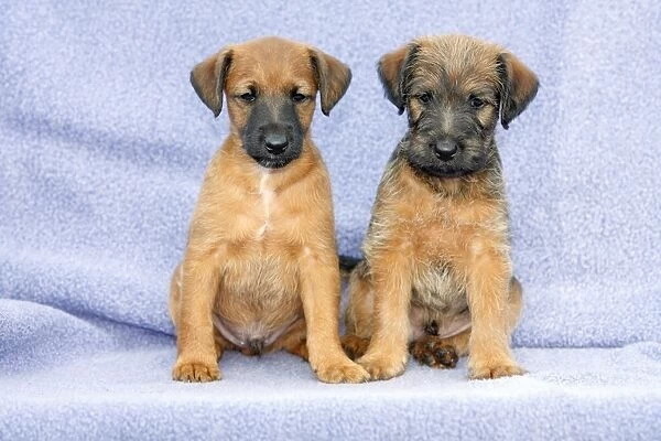 Dogs - Westfalia  /  Wetfalen Terrier Puppies - 2 puppies sitting together, Lower Saxony, Germany