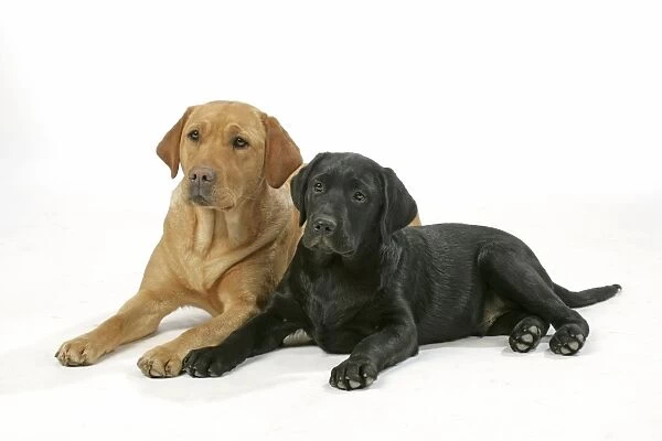Dogs - Yellow Labrador and Black Labrador puppy - lying down