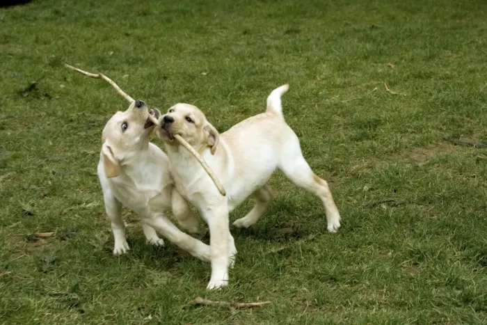 Framed Print : Dogs - Yellow Labrador - Puppies playing with stick together Framed Print : Dogs - Yellow Labrador - Puppies playing with stick together