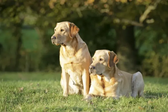 Framed Print : Dogs - Yellow Labrador Retrievers lying down on grass