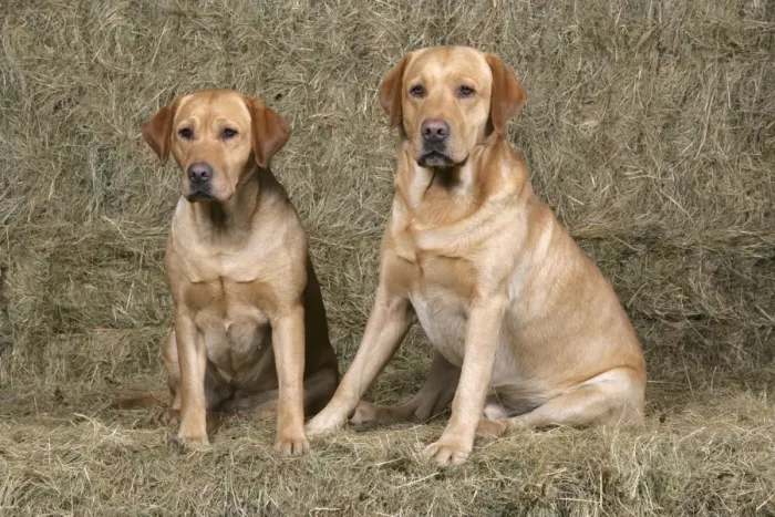 Framed Print : Dogs - Yellow Labrador Retrievers sitting down on hay stacks Framed Print : Dogs - Yellow Labrador Retrievers sitting down on hay stacks