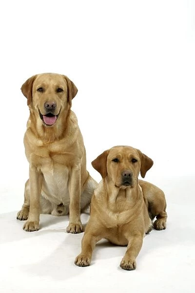 Dogs - Yellow Labradors - male and female