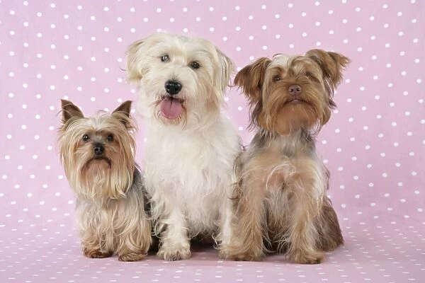 Dogs - Yorkshire Terrier, Jack Russell terrier X Bichon and Poodle X Yorkshire Terrier