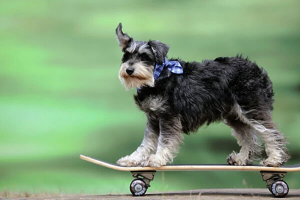 DOG.Schnauzer on skateboard