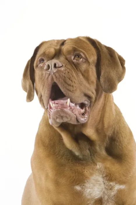 Framed Print : Dogue de Bordeaux Framed Print : Dogue de Bordeaux