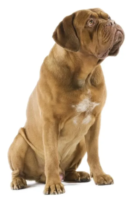 Framed Print : Dogue de Bordeaux Framed Print : Dogue de Bordeaux