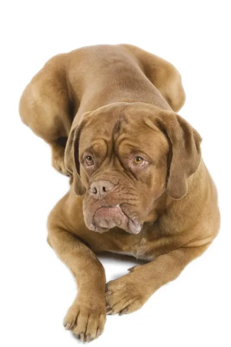 Framed Print : Dogue de Bordeaux Framed Print : Dogue de Bordeaux