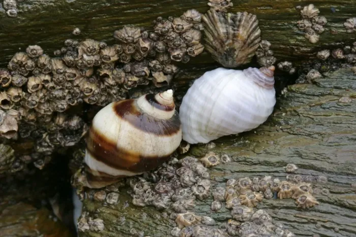 Framed Print : Dogwhelks on a rock at low tide beach of Bedruthan Steps, Cornwall, England, UK Framed Print : Dogwhelks on a rock at low tide beach of Bedruthan Steps, Cornwall, England, UK