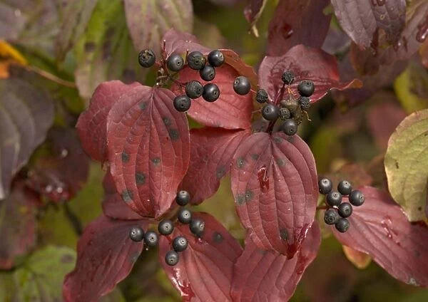 Dogwood, autumn colour with berries. (= Thelycrania)