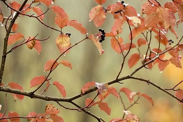 Dogwood in autumn, with raindrops