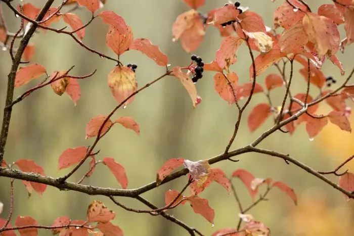 Framed Print : Dogwood in autumn, with raindrops Framed Print : Dogwood in autumn, with raindrops